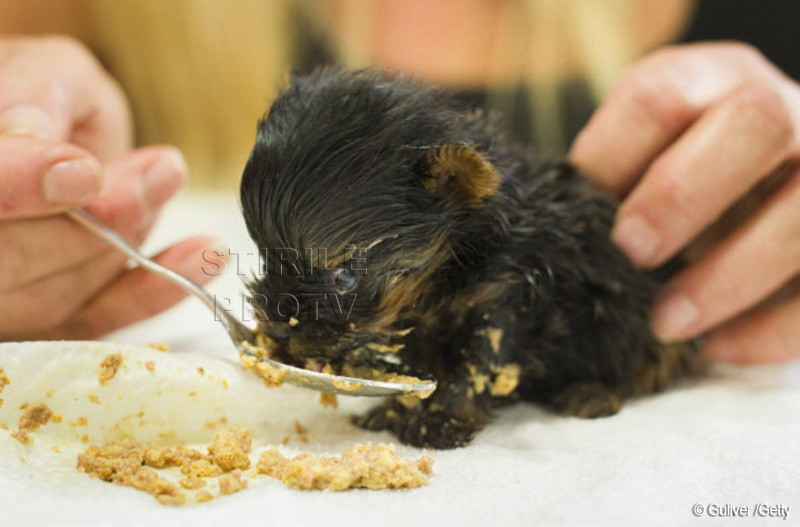 Cantareste doar 163 de grame si ar putea fi cel mai mic caine din lume FOTO