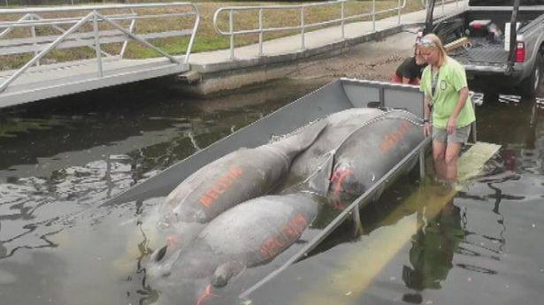 Imaginile unui paradis distrus. Cum arata azi plajele din Florida din cauza poluarii