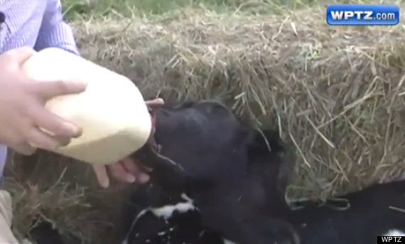 O vaca din SUA a adus pe lume un vitel cu doua capete. Animalul este perfect sanatos