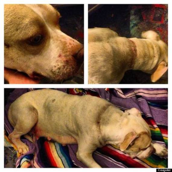 Anuntul induiosator care i-a salvat viata unui caine. "Stapanul i-a smuls dintii."