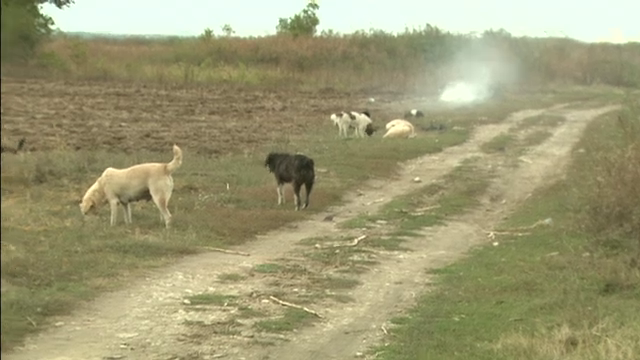 Vanatoare de caini in tara. Pretul unui maidanez dus in adapost cand Capitala ii arunca pe campuri