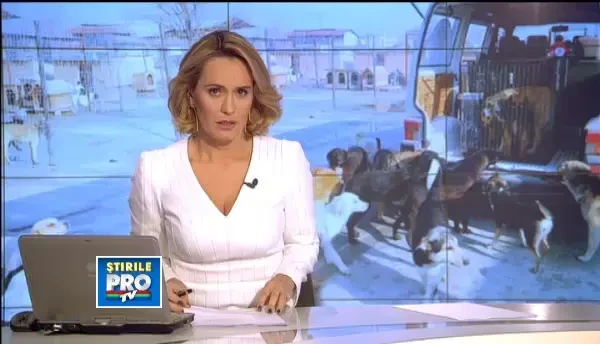 Vanatoare de caini in tara. Pretul unui maidanez dus in adapost cand Capitala ii arunca pe campuri