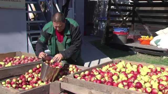 Romania, in top 10 in Europa la productia de mere. Afacerea care aduce un profit garantat