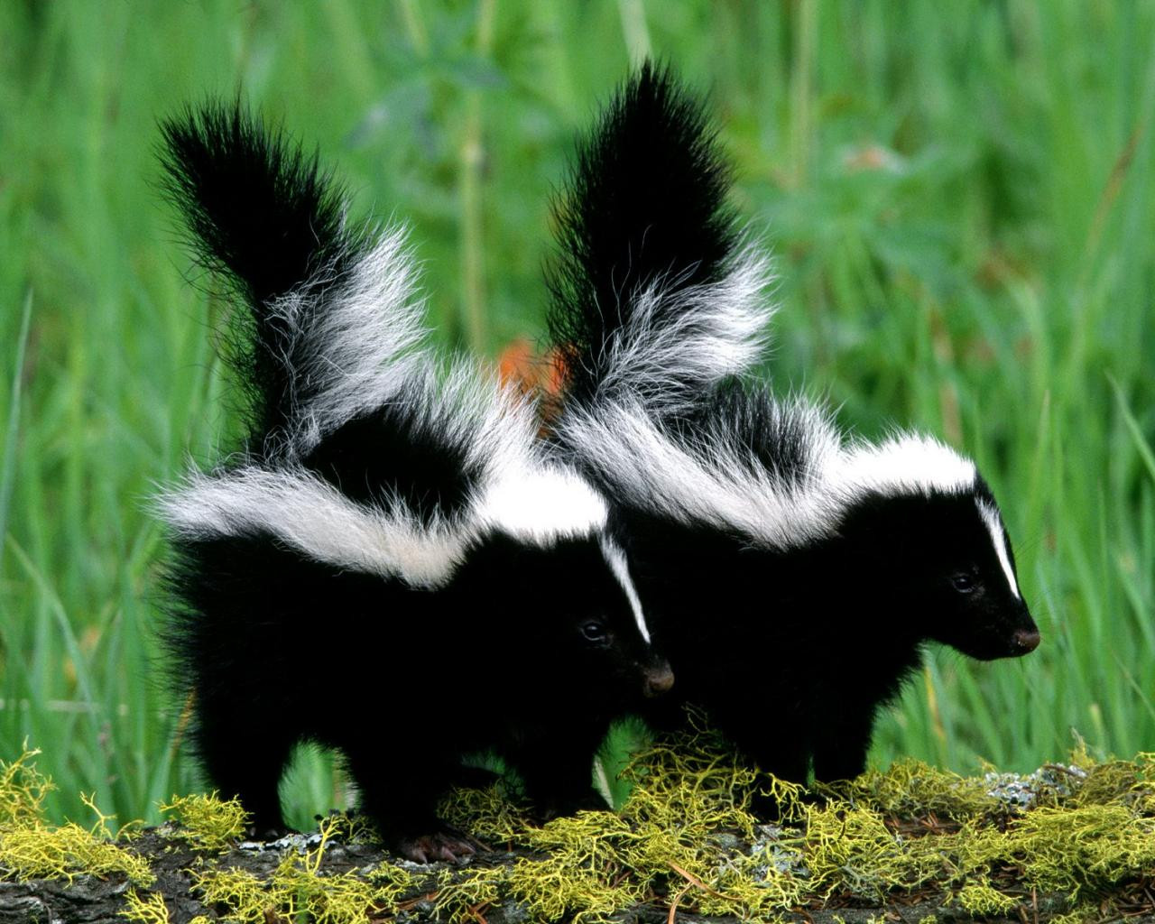 "Lumea imi zice ca sunt o ciudata". De ce traieste o femeie cu 50 de sconcsi in locuinta