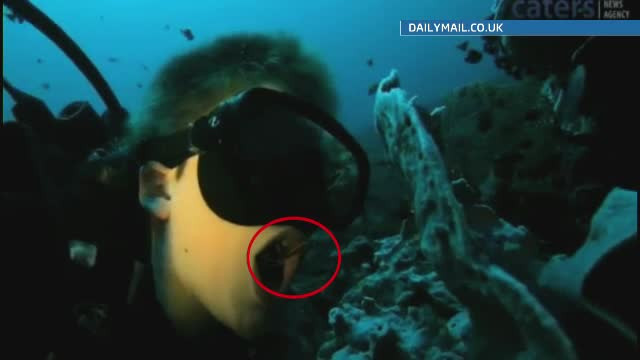 Crevete filmat in timp ce-i curata dintii unui adolescent ce facea scufundari in Indonezia