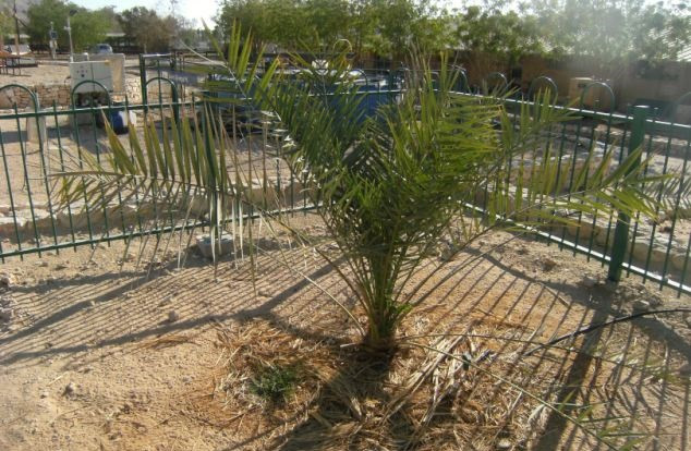 Un exemplar din "palmierul iudeu la umbra caruia a stat Iisus" readus la viata dupa 2000 de ani