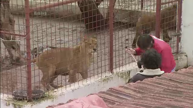 Leii lui Nutu Camataru au fost mutati de la gradina zoologica din Bucov catre cea din Galati