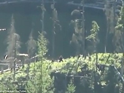 A crezut ca l-a pozat pe Bigfoot. Ce a surprins in realitate in imagini