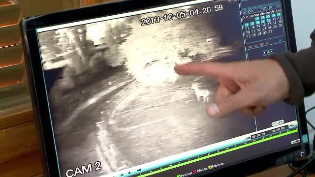 O testoasa ar fi presimtit cutremurul de duminica. Rolul stiintific al animalelor in asemenea cazuri