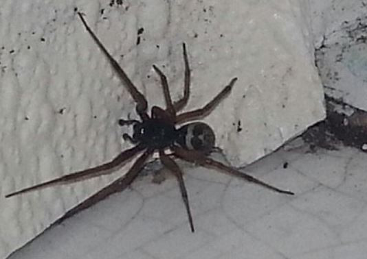 Un barbat din Marea Britanie, in pericol sa-si piarda piciorul din cauza unui paianjen