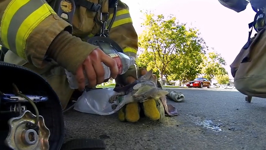 iLikeIT, viralul saptamanii. Un clip cu salvarea unei pisici are aproape 17 milioane de vizionari