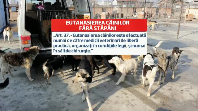 Nu pot fi otraviti sau loviti. LISTA regulilor dupa care vor fi eutanasiati cainii fara stapan