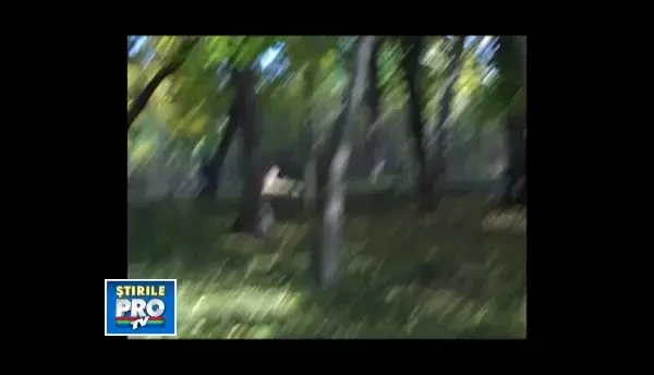 Zebra cu… incidente. Ce s-a intamplat la prezentgarea noului locatar de la ZOO Timisoara