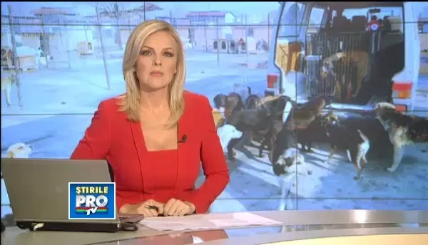 Nu pot fi otraviti sau loviti. Regulile dupa care vot fi eutanasiati cainii fara stapan