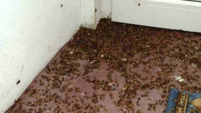 Banatenii au sunat la 112 din cauza unei invazii de buburuze. "Nu am mai vazut asa ceva"