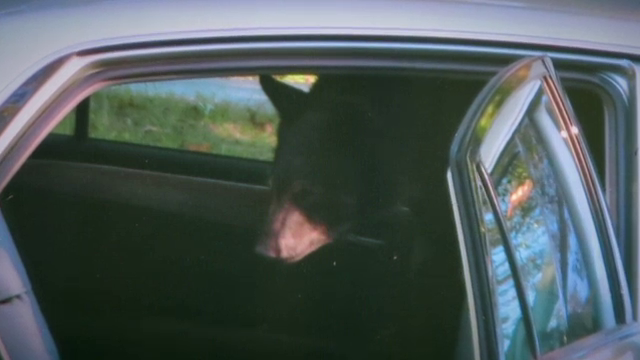 Doi ursi, mama si pui, au "spart" masina unei familii din statul american Georgia. VIDEO