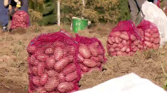 Recolta mare de cartofi uriasi. Cei mai mari cartofi se gasesc in comuna Calatele