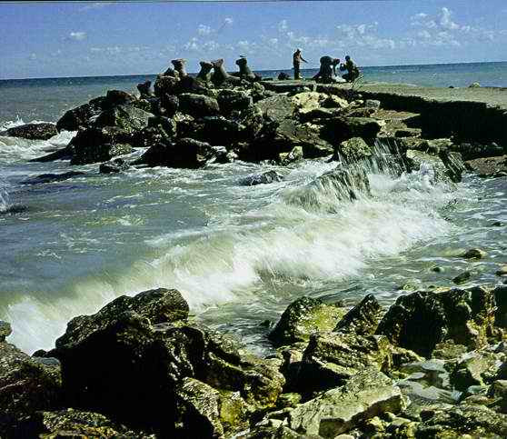 Ce a filmat un barbat din Constanta in Marea Neagra: "Un monstru marin, la cativa pasi de mine..."