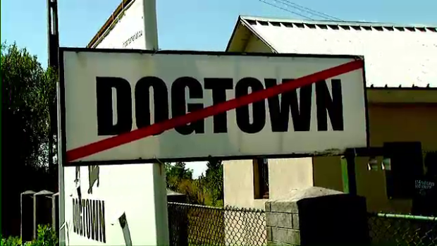 Cetatenii si ONG-urile care adopta un caine din adapost vor primi mancare pentru el timp de 2 luni