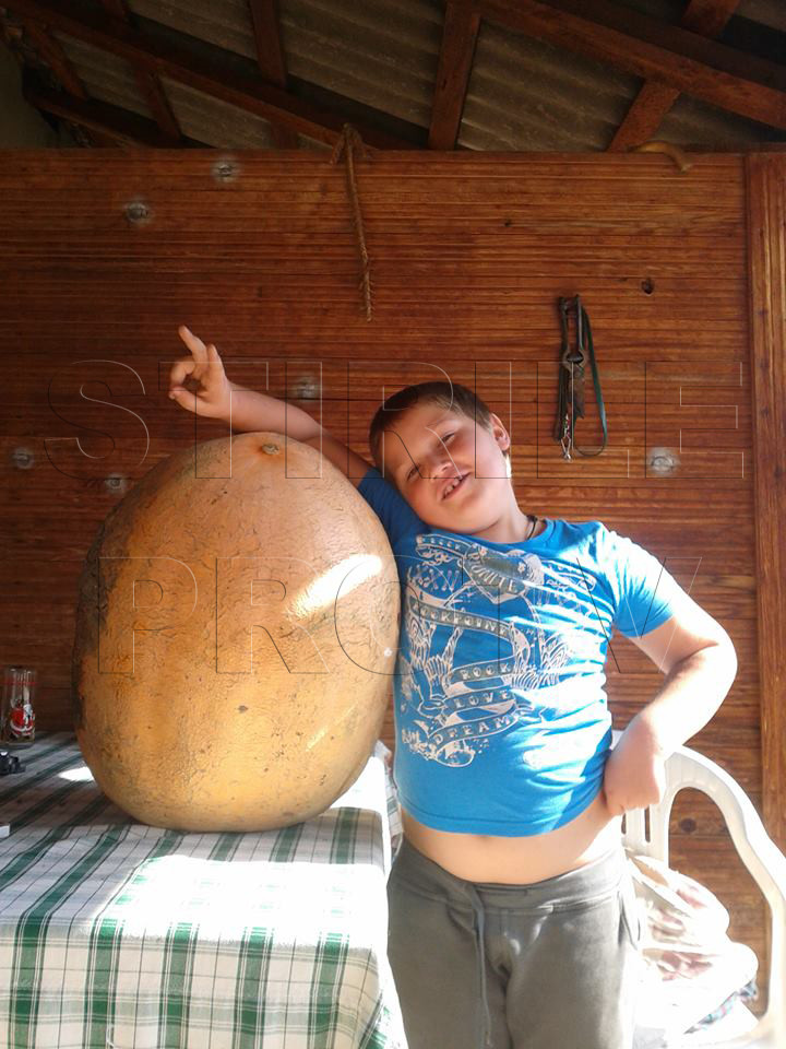 Cum arata dovleacul urias de 33 de kilograme descoperit de acesti romani din Caras Severin