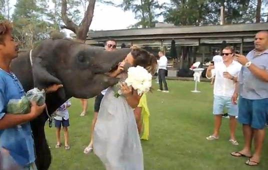 Scene de infarct la o nunta, in Thailanda. Ce-i face elefantul domnisoarei de onoare. VIDEO