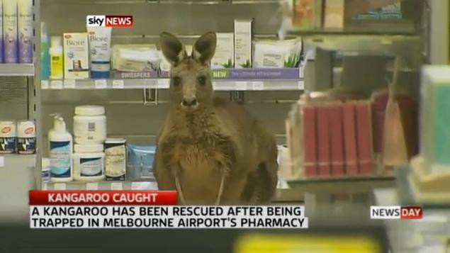 Aparitie neasteptata intr-o farmacie din Australia. Cu cine au dat nas in nas angajatii