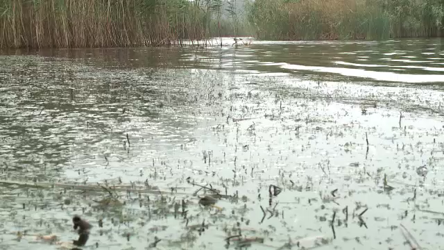 Captura de sute de kilograme de peste protejat, interceptata de politisti in Constanta