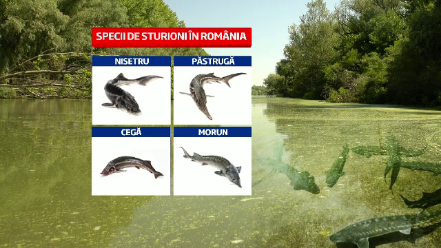 Mafia caviarului din Delta. Vanzatorii de icre negre si indolenta autoritatilor condamna la disparitie ultimii sturioni salbatici ai Europei. Partea I