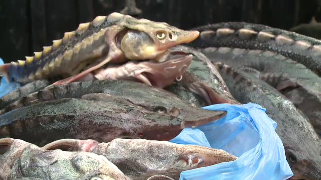 Mafia icrelor negre din Delta, deconspirata la "Romania, Te iubesc". Cum este distrusa populatia de sturioni din Dunare