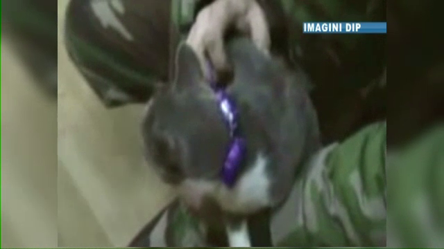 Detinutii dintr-o inchisoare din Moldova foloseau o pisica pentru a transporta droguri