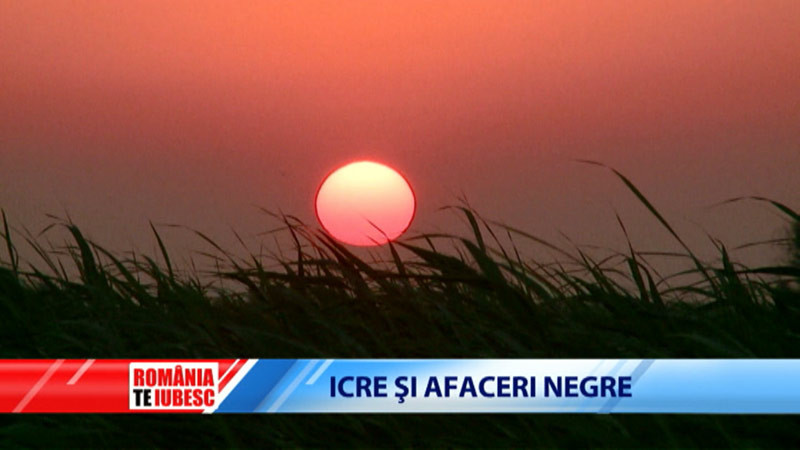 Mafia caviarului din Delta. Pescuitul ilegal al sturionilor, sub nasul celor care trebuie sa impiedice ilegalitatile. Partea a II-a