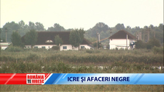 Mafia caviarului in Delta. Indolenta autoritatilor condamna la disparitie ultimii sturioni salbatici