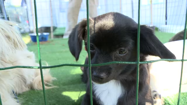 Zeci de maidanezi din Capitala au fost adoptati la un targ sustinut de Printesa de Hohenzollern