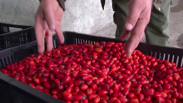 Comoara din padure. Cum au invatat romanii sa castige sute de mii de euro exportand fructe de padure