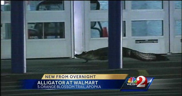 Cu crocodilul la supermarket. Surpriza neplacuta pe care au avut-o zeci de americani. FOTO