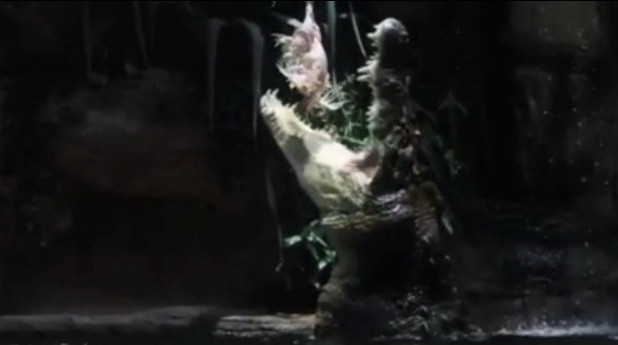 Momentul in care un crocodil se trezeste dupa trei luni de hibernare si devoreaza o gaina. VIDEO