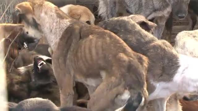 ONG-urile pro-maidanezi incearca sa blocheze eutanasierile, dar nu vin cu alternative concrete