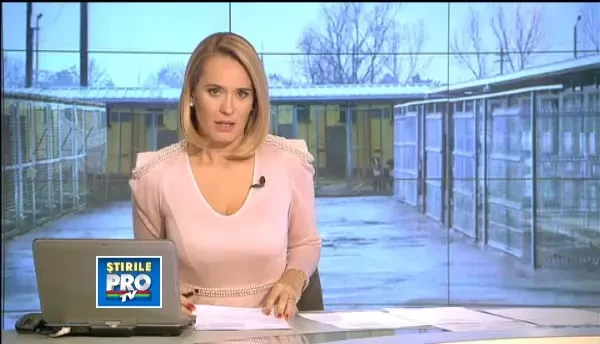 ONG-urile pro-maidanezi incearca sa blocheze eutanasierile, dar nu vin cu alternative concrete