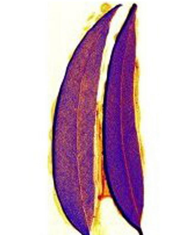 Tara in care "aurul" creste in copaci. Ce au descoperit expertii din Australia in aceste frunze