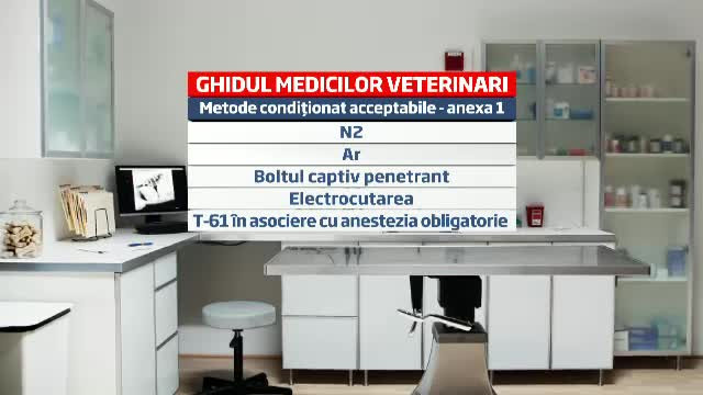 Soarta maidanezilor va fi decisa in curand. Dezbateri pe modul in care vor fi ucisi