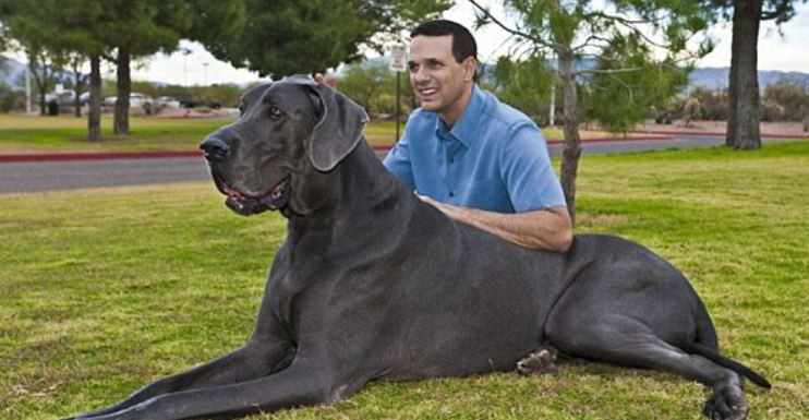 Gigantul George, cel mai inalt caine din lume a murit la varsta de 8 ani