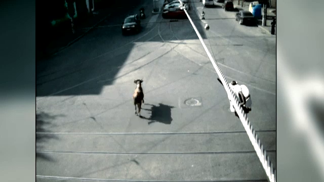 Masurile luate de politie, dupa ce un taur de peste 300 de kilograme a scapat pe strazile din Braila