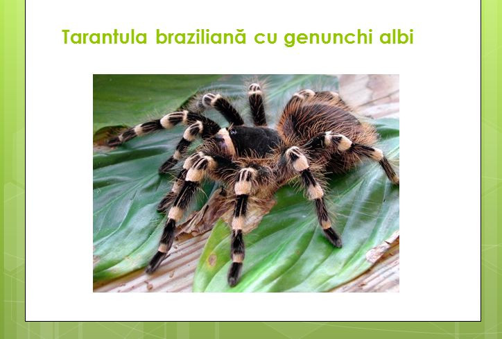 Stii cum arata o tarantula cu genunchi albi? Ocazie pentru bucuresteni sa vada pe viu specii exotice