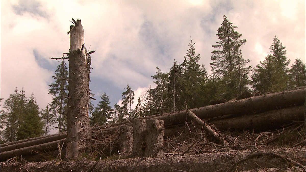 Marea defrisare 5. Politicienii si angajatii institutiilor statului sunt direct implicati in jaful din padurile Romaniei
