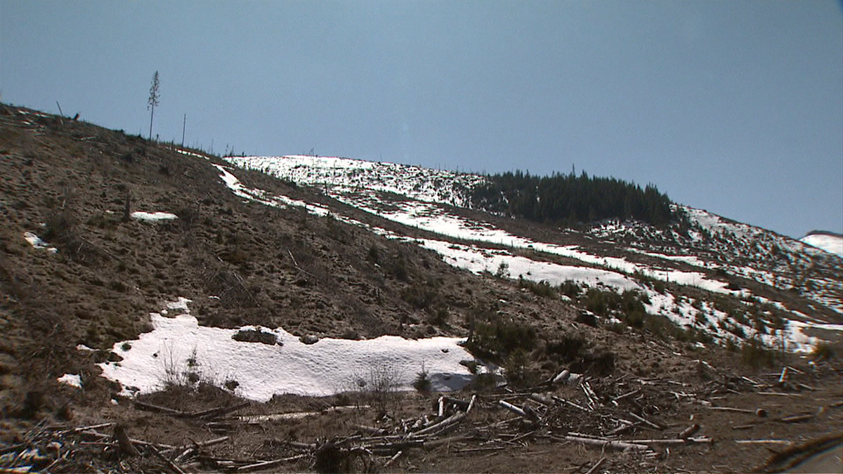 Marea defrisare 2. Noua metoda prin care padurile Romaniei sunt taiate ilegal, dar cu acte in regula!