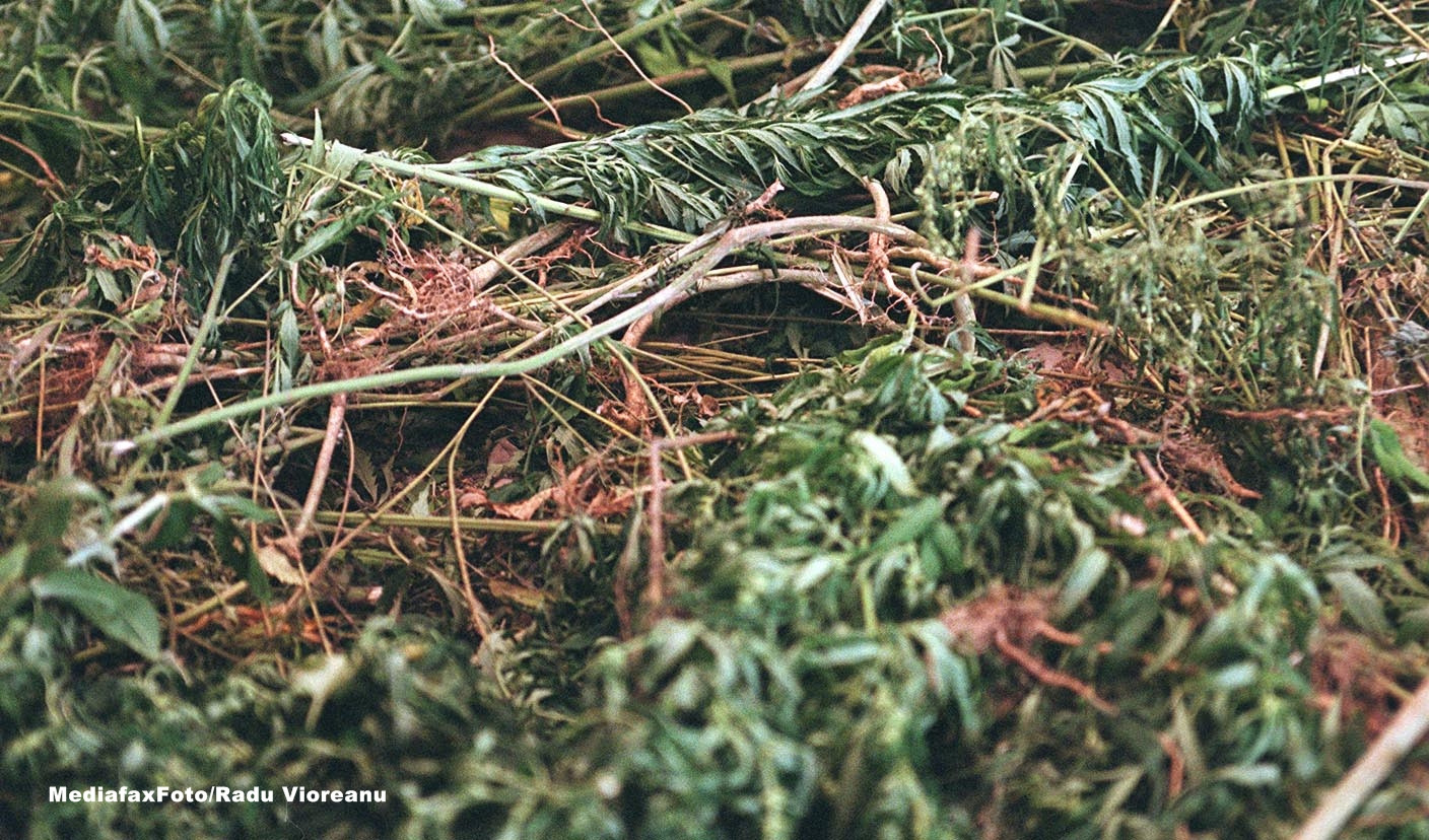 Cum a pus statul pe butuci afacerile cu canepa, candva "o mina de aur" pentru Romania