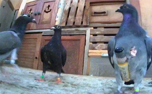 Un american dreseaza porumbei pentru a face contrabanda cu trabucuri din Cuba. VIDEO