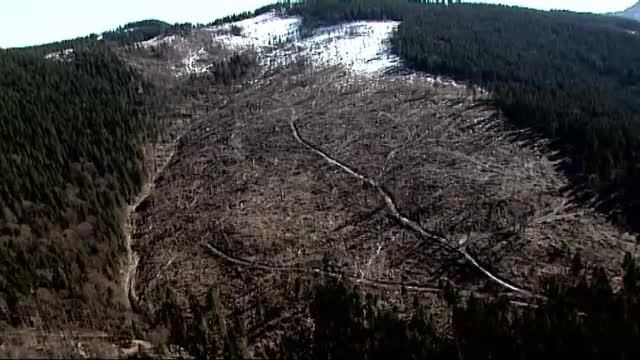 Trei hectare de padure s-au taiat ilegal in fiecare ora in Romania