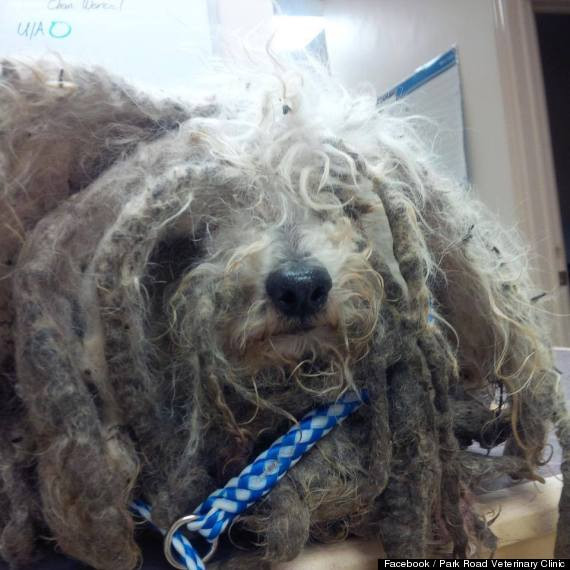 Cand l-au gasit au crezut ca este un covor vechi. Cum arata cainele dupa ce a fost tratat de medici