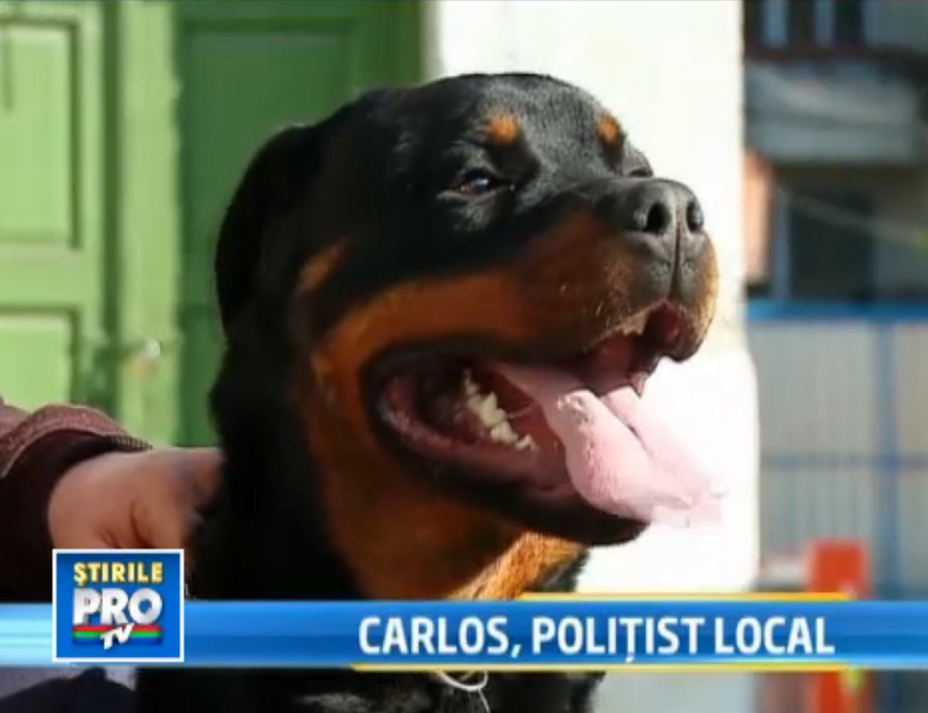 Carlos, politist local. Politia din Targu Mures are un nou membru, care nu poate fi mituit cu bani